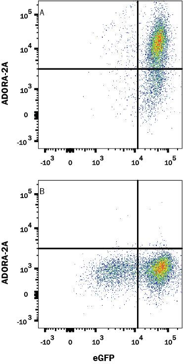 Detection of Adenosine A2aR antibody in HEK293 Human Cell Line Transfected with Human Adenosine A2aR and eGFP antibody by Flow Cytometry.