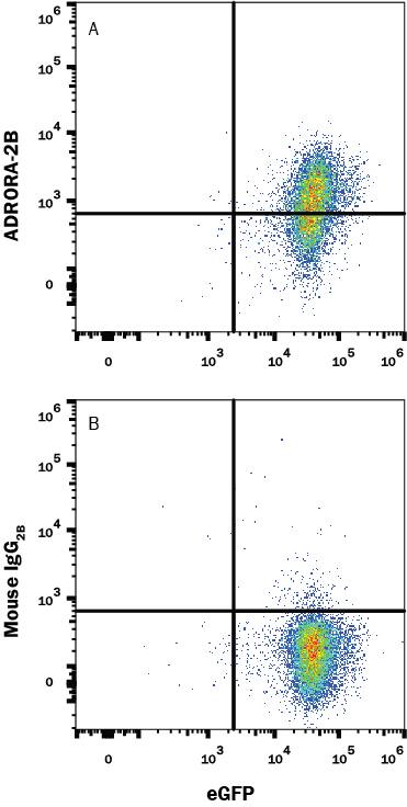 Detection of Adenosine A2bR antibody in HEK293 Human Cell Line Transfected with Human Adenosine A2bR and eGFP antibody by Flow Cytometry.