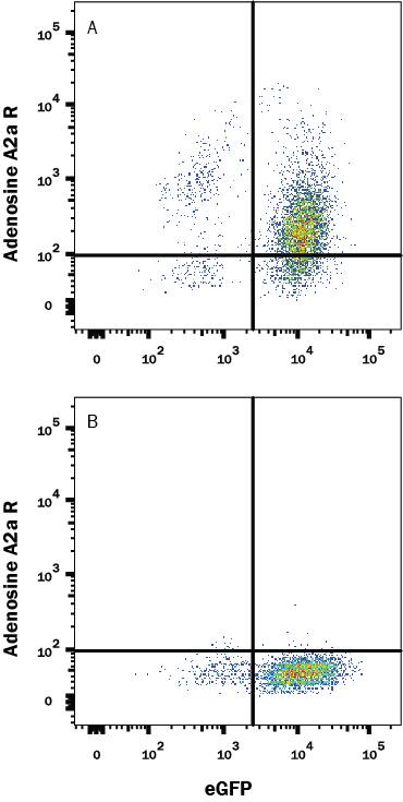 Detection of Adenosine A2a R antibody in HEK293 Human Cell Line Transfected with Human Adenosine A2a R and eGFP antibody by Flow Cytometry.