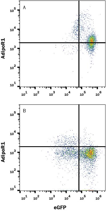 Detection of AdipoR1 antibody in HEK293 Human Cell Line Transfected with Human AdipoR1 and eGFP antibody by Flow Cytometry.