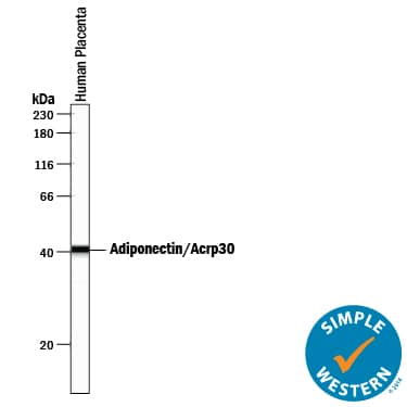 Detection of Human Adiponectin/Acrp30 antibody by Simple WesternTM.