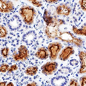 Adrenomedullin/ADM antibody in Human Kidney.