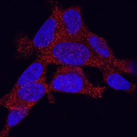 Adropin antibody in SH-SY5Y Human Cell Line by Immunocytochemistry (ICC).