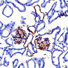 Adropin antibody in Mouse Kidney by Immunohistochemistry (IHC-Fr).