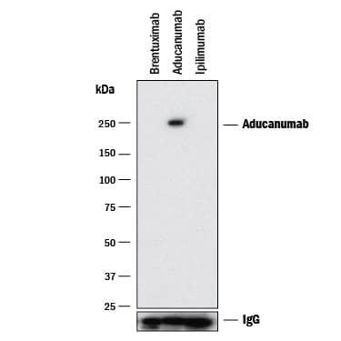 Detection of Aducanumab antibody by Western Blot.