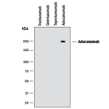 Detection of Aducanumab antibody by Western Blot.