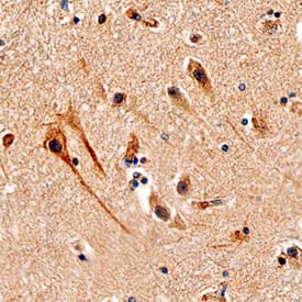 Afadin/AF-6 antibody in Human Brain by Immunohistochemistry (IHC-P).