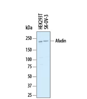 Detection of Human Afadin/AF-6 antibody by Western Blot.