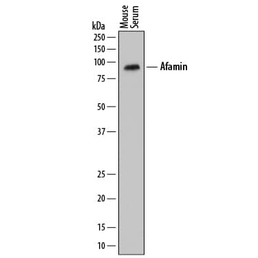 Detection of Mouse Afamin antibody by Western Blot.