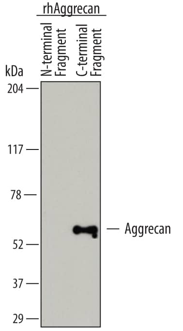 Detection of Human Aggrecan (ADAMTS5-cleaved) antibody by Western Blot.