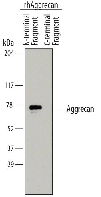 Detection of Human Aggrecan (ADAMTS5-cleaved) antibody by Western Blot.