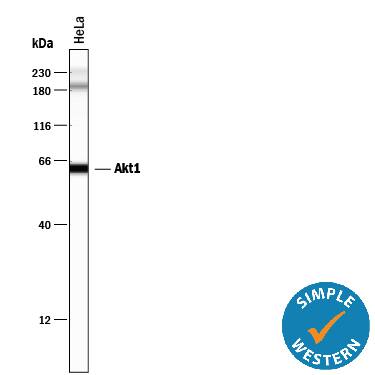 Detection of Human Akt1 antibody by Simple WesternTM.