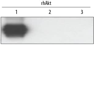 Detection of human Akt1 antibody by Western Blot.