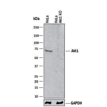Western Blot Shows Human Akt1 Antibody Specificity by Using Knockout Cell Line.