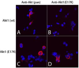 Akt1 (E17K Mutation) antibody in 293T Human Cell Line by Immunocytochemistry (ICC).