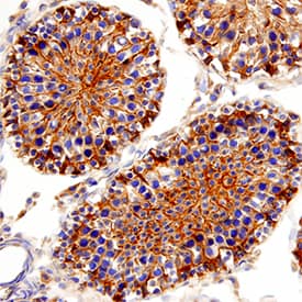 Akt2 antibody in Rat Testis by Immunohistochemistry (IHC-Fr).