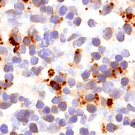 Akt2 antibody in Mouse Spleen by Immunohistochemistry (IHC-Fr).