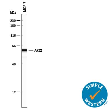 Detection of Human Akt2 antibody by Simple WesternTM.