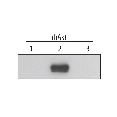 Detection of Human Akt2 antibody by Western Blot.