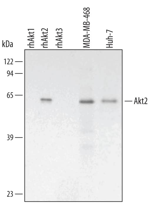 Detection of Human/Mouse/Rat Akt2 antibody by Western Blot.