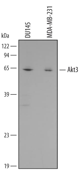 Detection of Human Akt3 antibody by Western Blot.