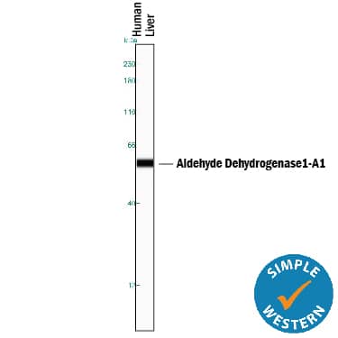 Detection of Human Aldehyde Dehydrogenase 1-A1/ALDH1A1 antibody by Simple WesternTM.
