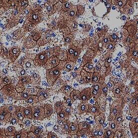 Aldehyde Oxidase 1/AOX1 antibody in Human Liver by Immunohistochemistry (IHC-P).