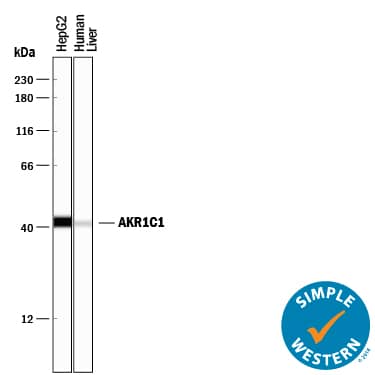 Detection of Human Aldo-keto Reductase 1C1/AKR1C1 antibody by Simple WesternTM.
