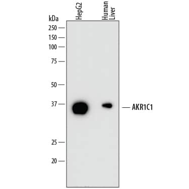 Detection of Human Aldo-keto Reductase 1C1/AKR1C1 antibody by Western Blot.