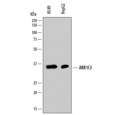 Detection of Human Aldo-keto Reductase 1C3/AKR1C3 antibody by Western Blot.