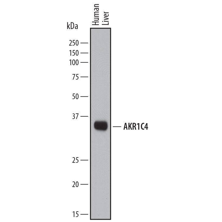 Detection of Human Aldo-keto Reductase 1C4/AKR1C4 antibody by Western Blot.