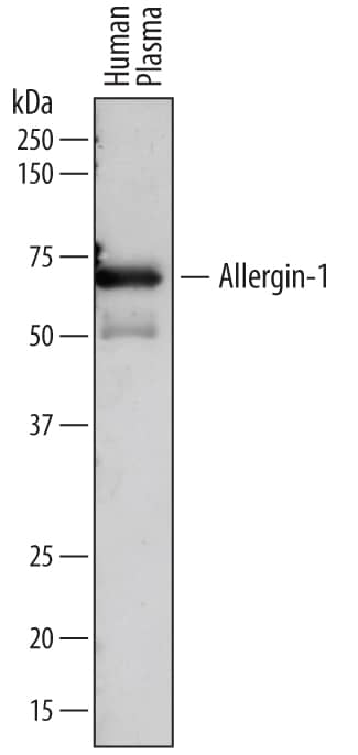 Detection of Human Allergin-1 antibody by Western Blot.