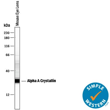 Detection of Mouse AlphaA Crystallin/CRYAA antibody by Simple WesternTM.