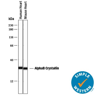 Detection of Human and Mouse AlphaB Crystallin/CRYAB antibody by Simple WesternTM.