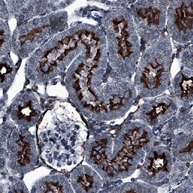 Aminopeptidase N/CD13 antibody in Mouse Kidney by Immunohistochemistry (IHC-P).
