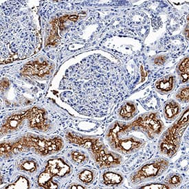 Aminopeptidase N/CD13 antibody in Human Kidney by Immunohistochemistry (IHC-P).
