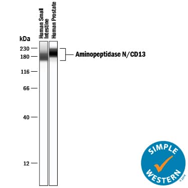 Detection of Human Aminopeptidase N/CD13 antibody by Simple WesternTM.