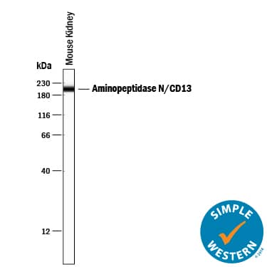 Detection of Mouse Aminopeptidase N/CD13 antibody by Simple WesternTM.