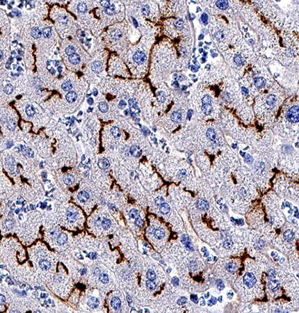 Aminopeptidase N/CD13 antibody in Human Colon by Immunohistochemistry (IHC-P).