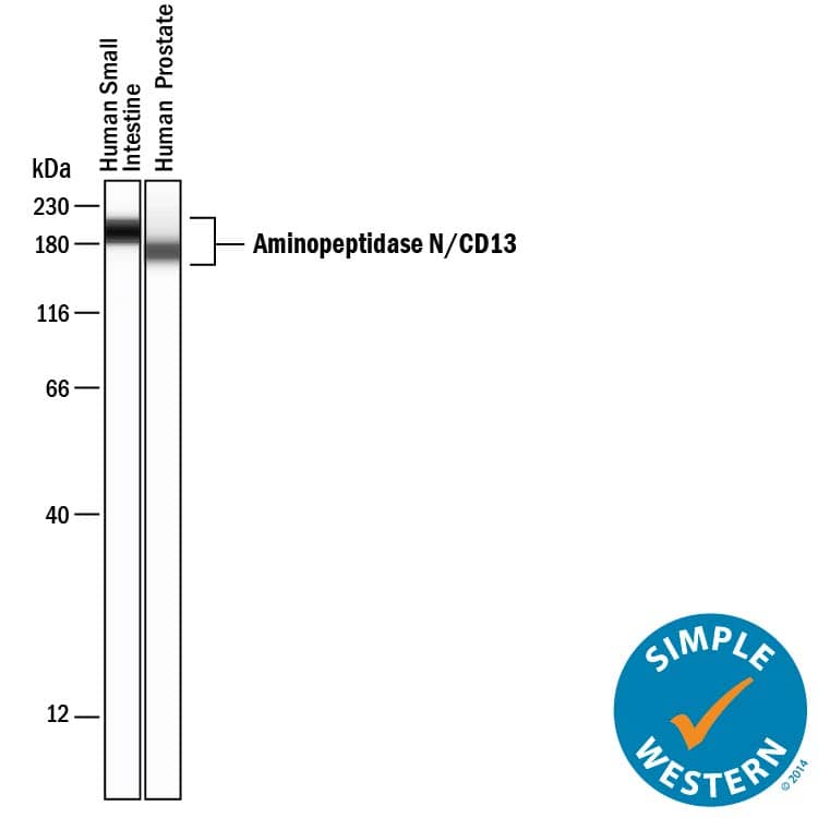 Detection of Human Aminopeptidase N/CD13 antibody by Simple WesternTM.
