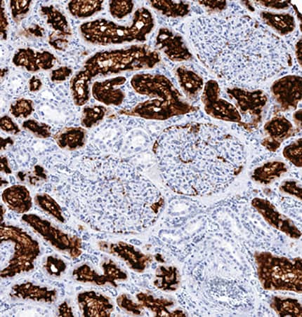 Aminopeptidase N/CD13 antibody in Human Kidney.