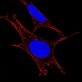 Aminopeptidase N/CD13 antibody in SH-SY5Y Human Cell Line by Immunocytochemistry (ICC).