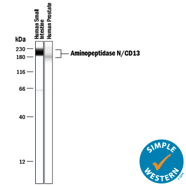 Detection of Human Aminopeptidase N/CD13 antibody by Simple WesternTM.