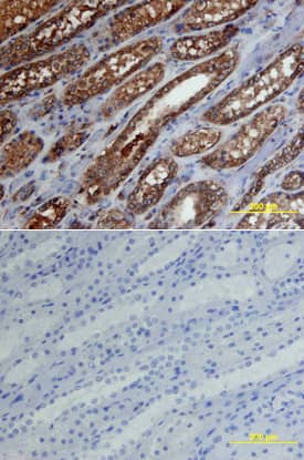 Aminopeptidase O/ONPEP antibody in Human Kidney by Immunohistochemistry (IHC-P).