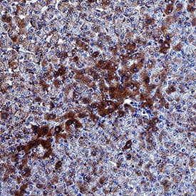 Aminopeptidase PILS/ARTS1 antibody in Human Liver by Immunohistochemistry (IHC-P).