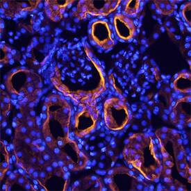 Amnionless antibody in Mouse Kidney by Immunohistochemistry (IHC-Fr).