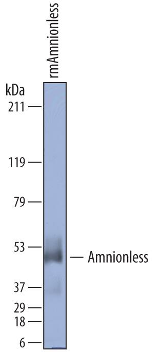 Detection of Mouse Amnionless antibody by Western Blot.