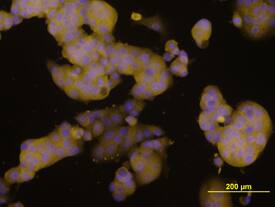 Amphiregulin antibody in MCF-7 Human Cell Line by Immunocytochemistry (ICC).