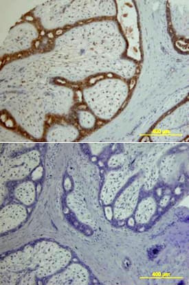 Amphiregulin antibody in Human Breast by Immunohistochemistry (IHC-P).