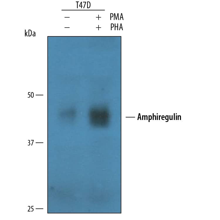 Detection of Human Amphiregulin antibody by Western Blot.